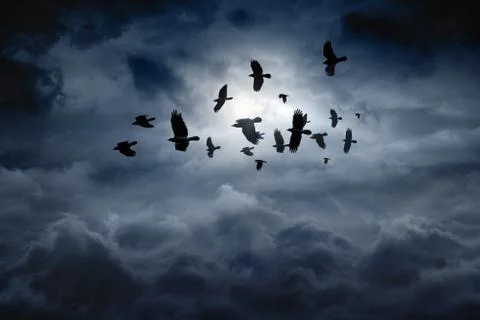 Flying ravens Stock Photos