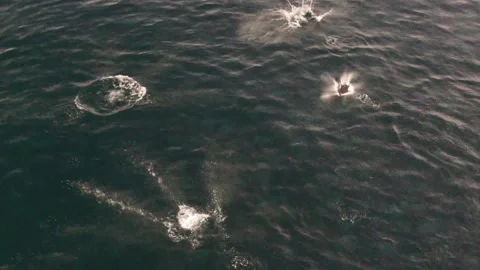 Flying Rays Closeup Stock Footage 169768332