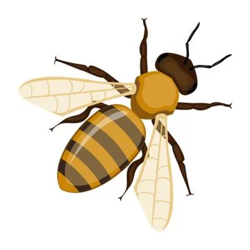 Flying realistic honey bee close-up hand drawn pattern on white Stock Illustration