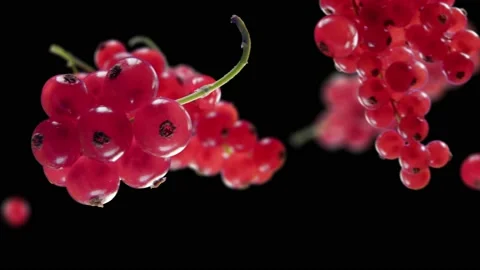 Flying Red Currant and Redcurrants bunch in Black Background Stock Footage 229558745