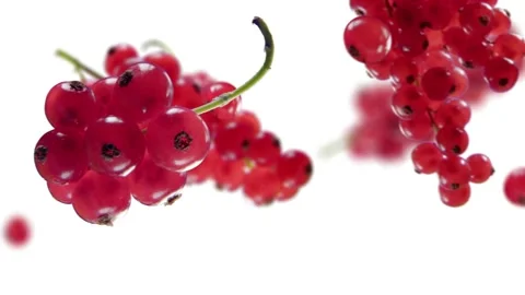 Flying Red Currant and Redcurrants bunch in White Background Stock Footage 229558757