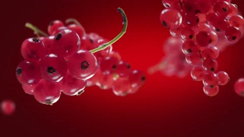 Flying Red Currant and Redcurrants bunch in Deep Red Background Video stock 229560484