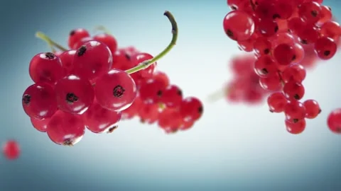 Flying Red Currant and Redcurrants bunch in Cyan Background Video stock 229561838