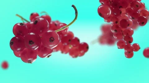 Flying Red Currant and Redcurrants bunch in Ice Blue, Turquoise Background Stock Footage 229562025