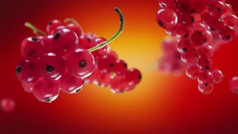 Flying Red Currant and Redcurrants bunch in Red Background Stock Footage 229562054