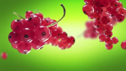 Flying Red Currant and Redcurrants bunch in Lime Green Background Video stock 229563182