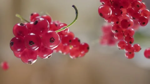 Flying Red Currant and Redcurrants bunch in Bright Brown Kitchen Background Video stock 229563282