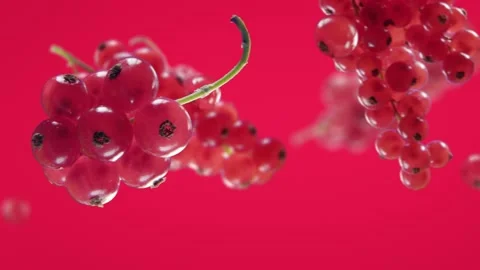 Flying Red Currant and Redcurrants bunch in Fuchsia Pink Background Video stock 229564765