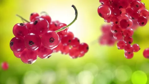 Flying Red Currant and Redcurrants bunch in Green Garden Background Stock Footage 229565160