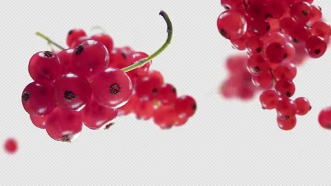 Flying Red Currant and Redcurrants bunch with Alpha Channel Stock Footage 229566871