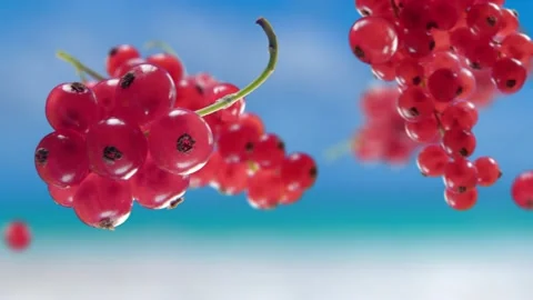 Flying Red Currant and Redcurrants bunch in Beach Tropical Summer Background Stock Footage 232654533