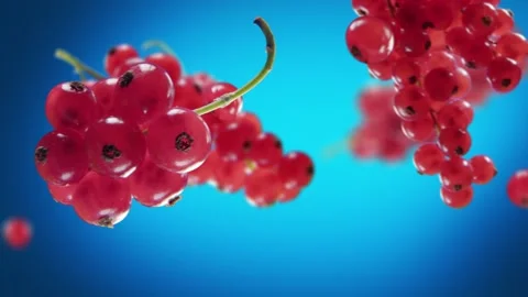 Flying Red Currant and Redcurrants bunch in Blue Background Stock Footage 232654745