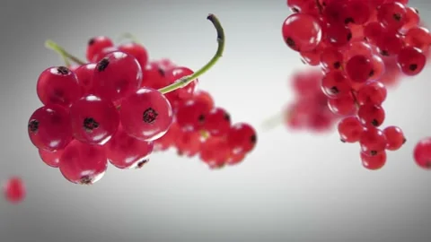 Flying Red Currant and Redcurrants bunch in Grey Background Stock Footage 232747722