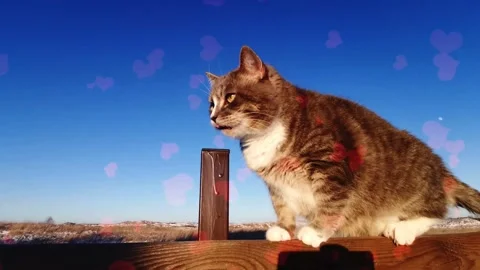 Flying Red Hearts Around A Cat On Background Stock Footage 330239896
