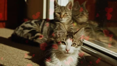 Flying Red Hearts Around A White Cat On Pink Background 스톡 동영상 330239199