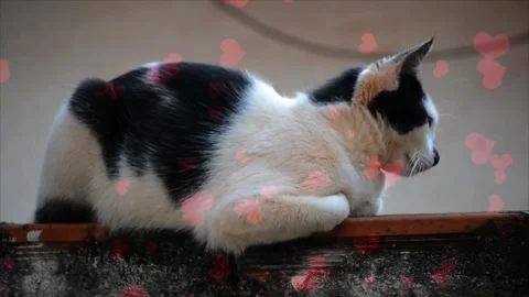 Flying Red Hearts Around A White Cat On Pink Background Stock Footage 330239353