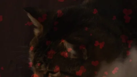 Flying Red Hearts Around A White Cat On Pink Background Stock Footage 330239396
