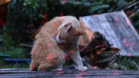 Flying Red Hearts Around A White Cat On Pink Background 스톡 동영상 330239694