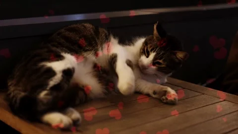 Flying Red Hearts Around A White Cat On Pink Background Vídeo Stock 330239697