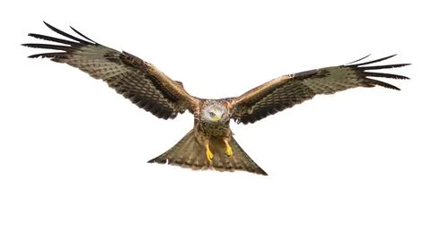 Flying red kite against white background Stock Photos