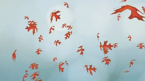 Flying red oak leaves over blue blurred sky. Autumn animation. Video stock 79725223