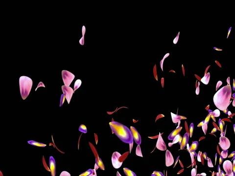 Flying Red Pink Purple sakura Flower Petals Placeholder Alpha matte Loop 4k Stock Footage 71897749