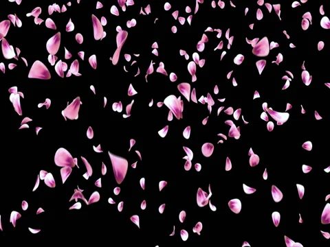 Flying Red Pink Rose Sakura Flower Petals Falling Background Alpha matte Loop 4k Stock Footage 71897484