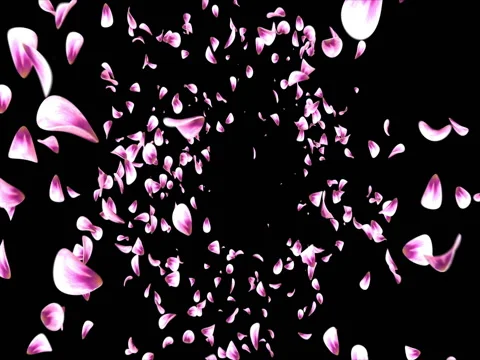 Flying Red Pink Rose Sakura Flower Petals Falling Background Alpha matte Loop 4k Stock Footage