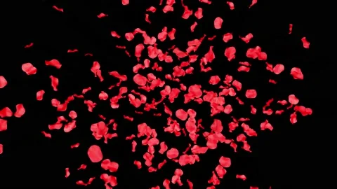 Flying red rose petals on a black background. 3D  animation. Stock Footage 234166232