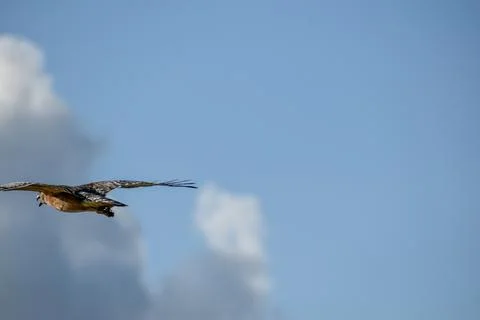 Flying red shouldered hawk in sky Stock Photos