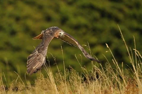 Flying Red-tailed Hawk above the culm grass 스톡 사진
