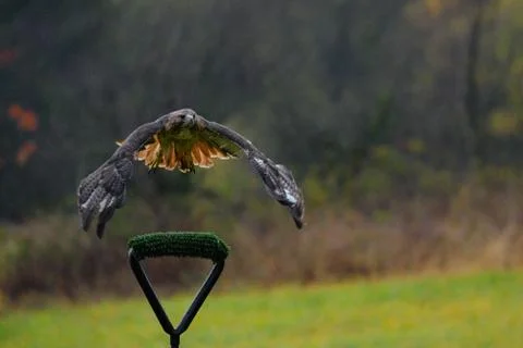 Flying red-tailed hawk Buteo jamaicensis, landing bird Stock Photos