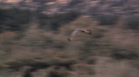 A flying Red-tailed Hawk soars past a cottonwood tree 스톡 동영상 56224629