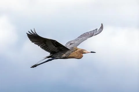Flying Reddish Egret Stock Photos