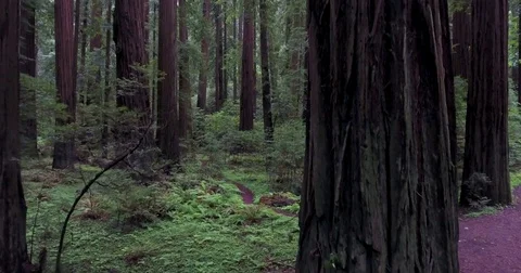 Flying into Redwood Forest Video stock 73097836