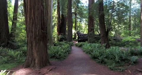 Flying into redwood forest toward overturned giant tree, California Stock Footage 73095341