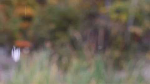 Flying reed fluffs Stock Footage 96424298