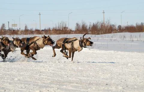 Flying reindeers Stock Photos