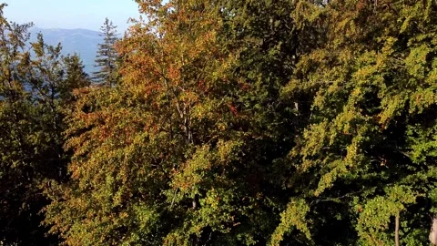Flying up revealing an alpine valley behind the trees. Nice autumn colors. Video stock 140782587