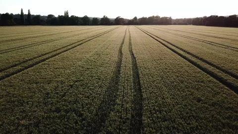 Flying in reverse over a field of wheat Stock Footage 140796965