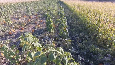 Flying in reverse over an urban farm pumpkin patch garden plot. Vídeos de archivo 118155201