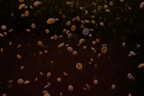 Flying roasted coffee beans drop in the air ,isolated on black background, .. Stock Illustration