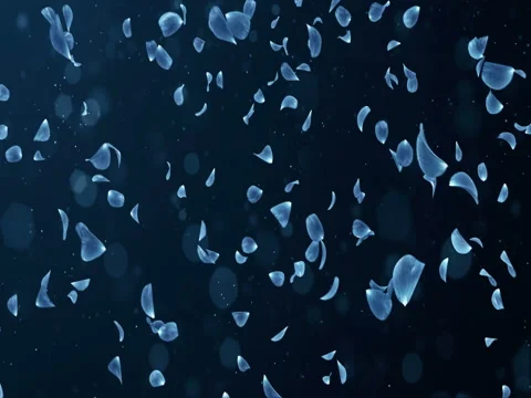 Flying Romantic Dark Blue Rose Flower Petals Falling Background Loop 4k Stock Footage 71417132