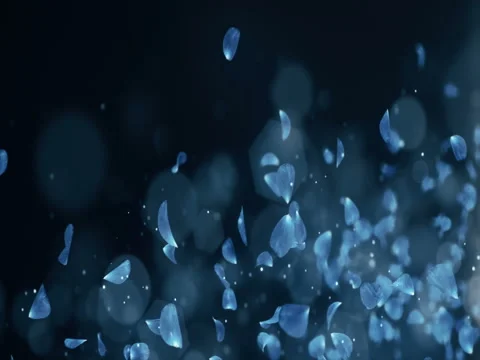 Flying Romantic Dark Blue Rose Orchid Flower Petals Placeholder Falling Loop 4k Stock Footage 71418169