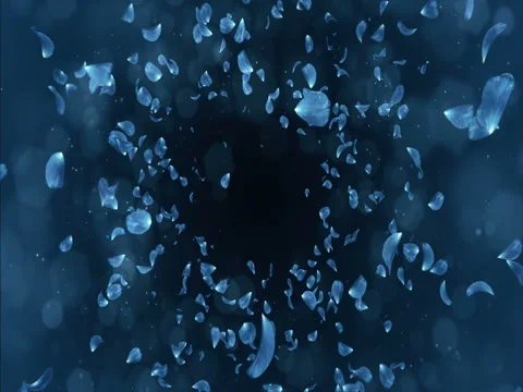 Flying Romantic Dark Blue Rose Orchid Flower Petals Falling Background Loop 4k Stock Footage 71428833