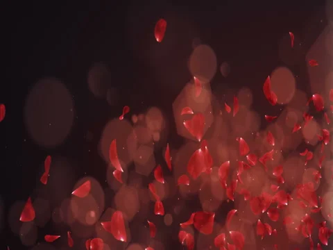 Flying Romantic Dark Red Rose Flower Petals Falling Placeholder Loop 4k Stock Footage 71430212
