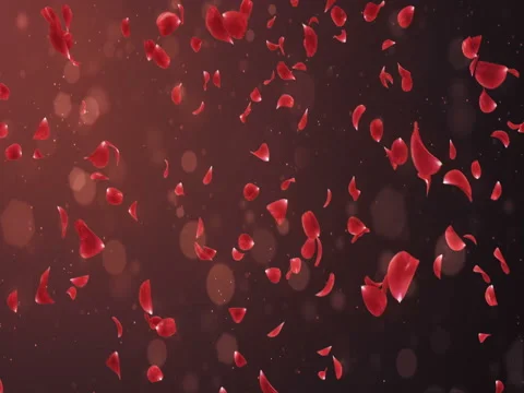 Flying Romantic Dark Red Rose Flower Petals Falling Background Loop 4k Stock Footage 71435323