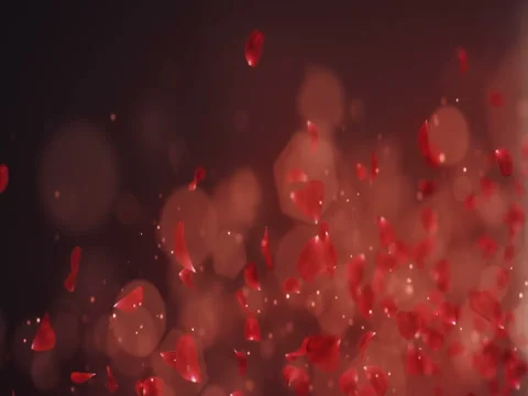 Flying Romantic Dark Red Rose Flower Petals Falling Placeholder Loop 4k Stock Footage 71495117