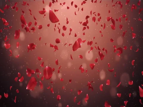 Flying Romantic Dark Red Rose Flower Petals Falling Background Loop 4k Stock Footage 71496002