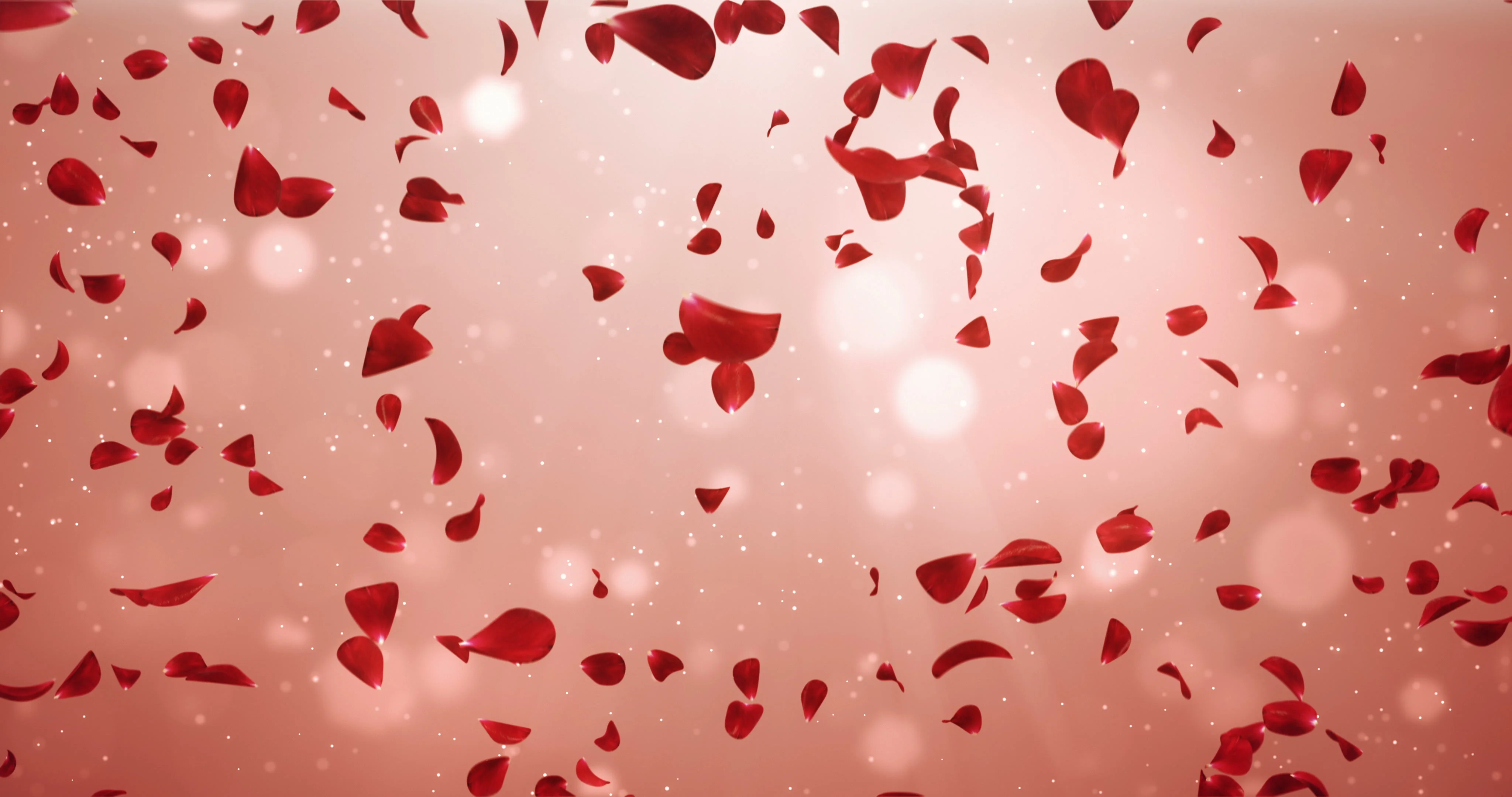 Flying Romantic Light Red Rose Flower Pe... | Stock Video | Pond5